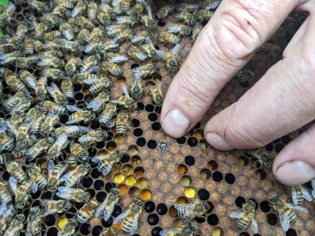 Honey Bee Research Centre