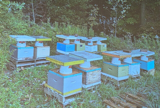 Brian MacEachern - Bee Winter Prep