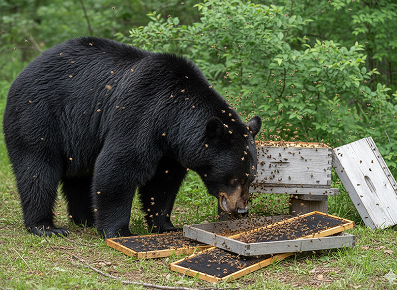 Honey Bees and Black Bear
