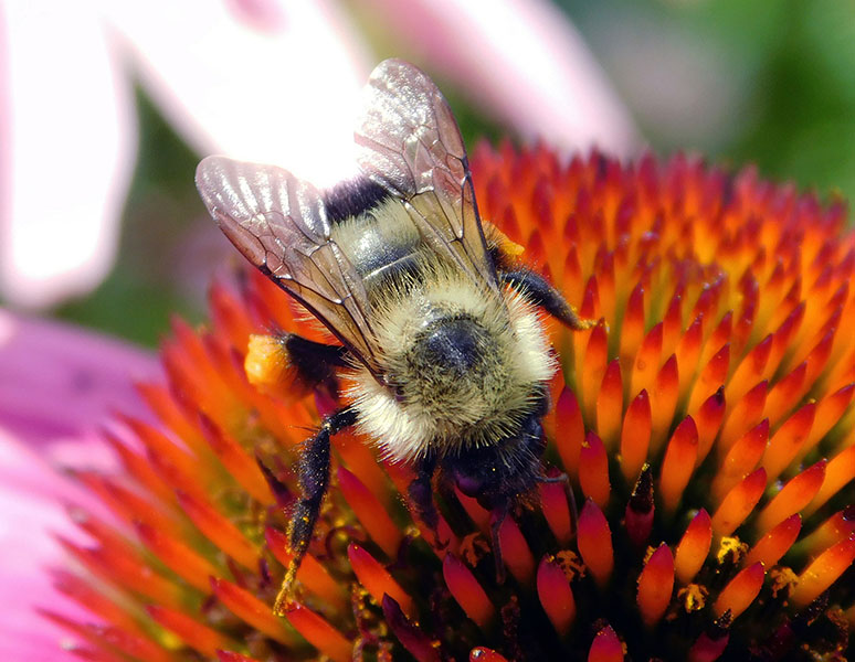 Native Pollinators Bumble Bee